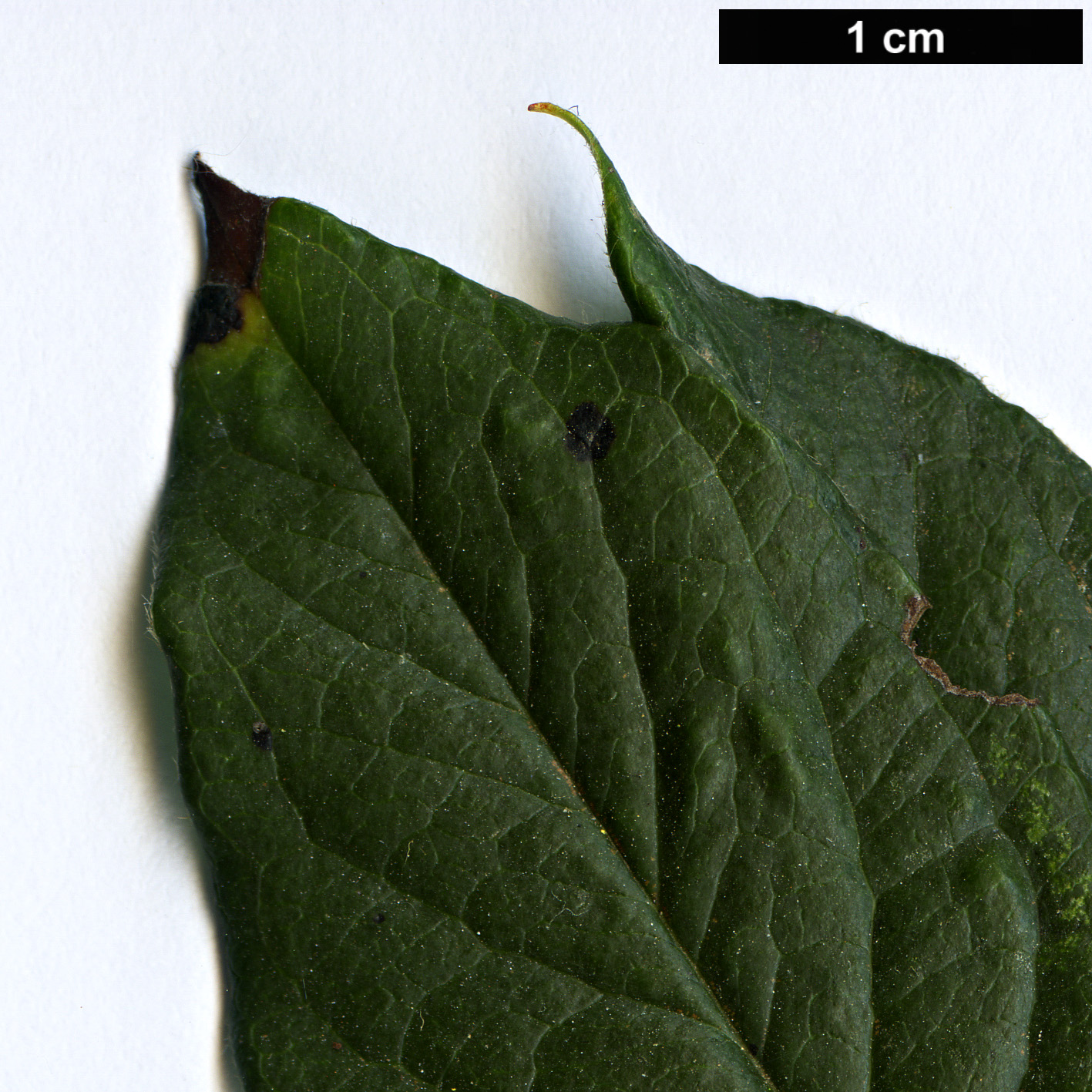 High resolution image: Family: Rosaceae - Genus: Cotoneaster - Taxon: hsingshangensis